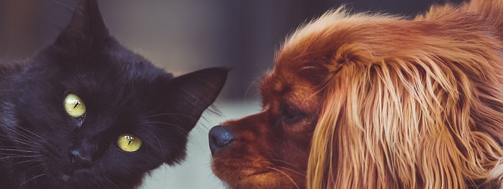 Hund & Katze